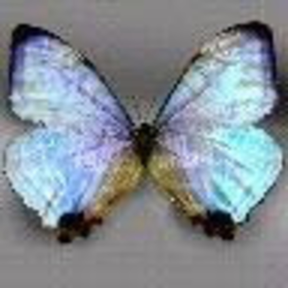 Meet your Posher, Albina